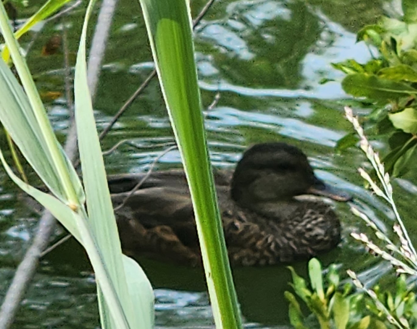 Duck ID (Mottled Duck?)