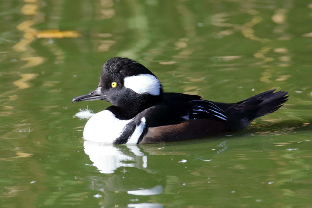 Duck ID - Parc des Oiseaux (Villars les Dombes)