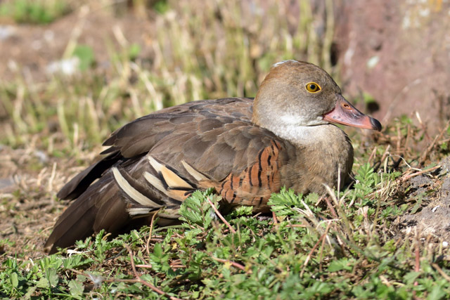 Duck ID - Parc des Oiseaux (Villars les Dombes)