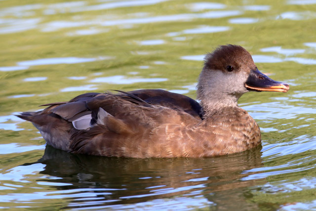 Duck ID - Parc des Oiseaux (Villars les Dombes)