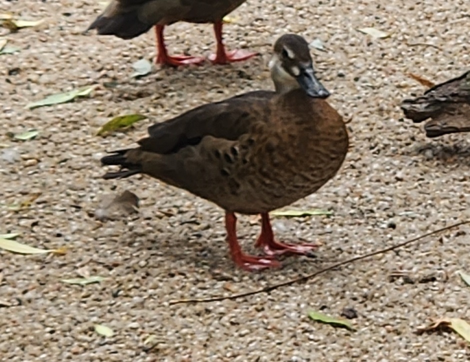 Duck ID - Prague Zoo  (female Brazilian or Ringed Teal?)