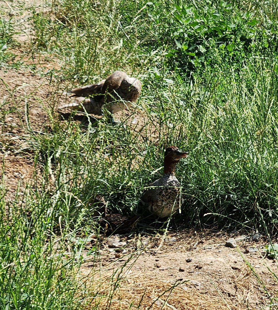 Duck ID - Prague Zoo