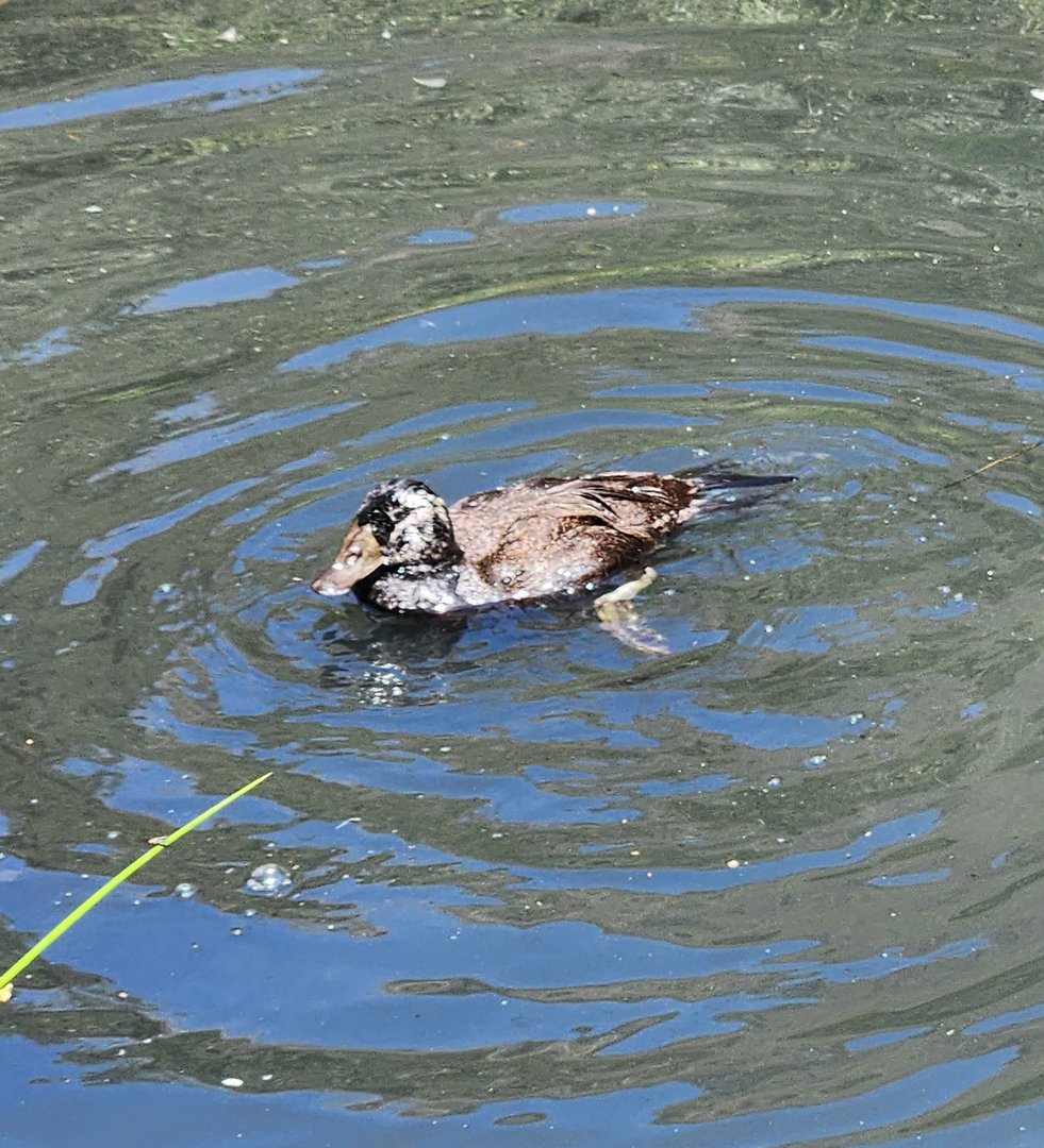 Duck ID - Prague Zoo