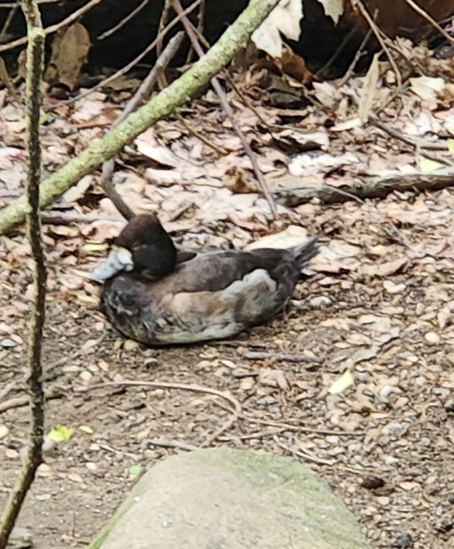 Duck ID - Queens Zoo