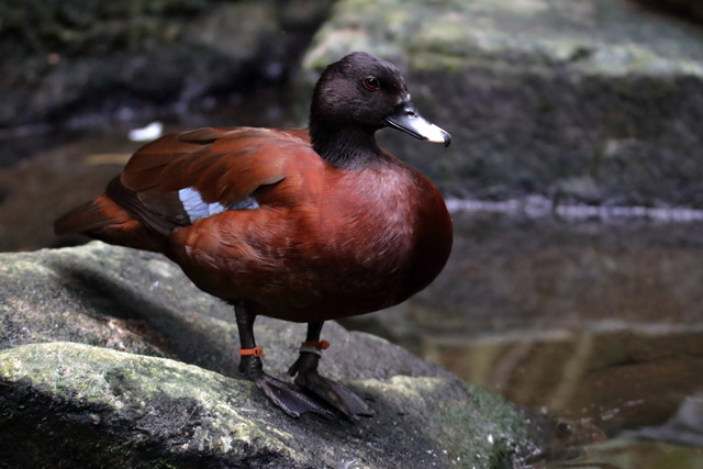 Duck ID - Singapore Zoo