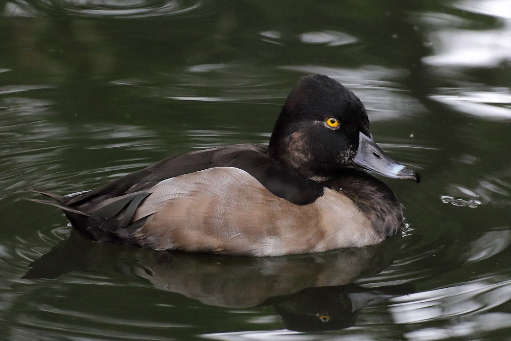 Duck ID (Tierpark Cottbus)