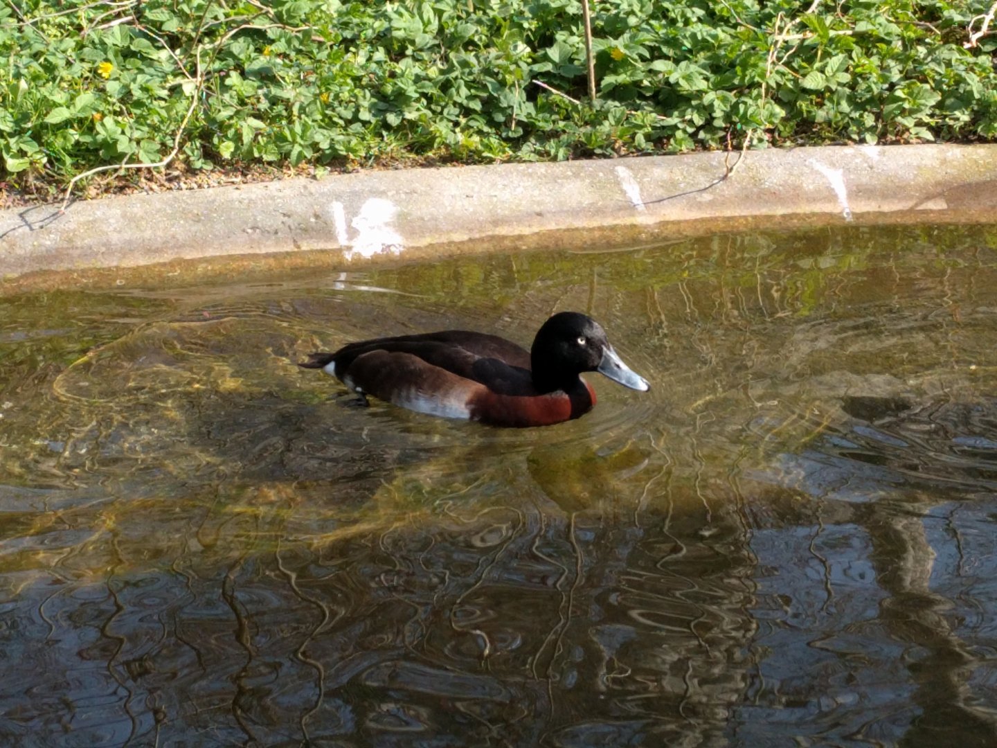 Duck ID Wilhelma 2019