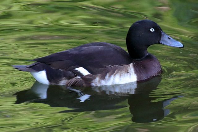 Duck ID - Wilhelma (Stuttgart Zoo)