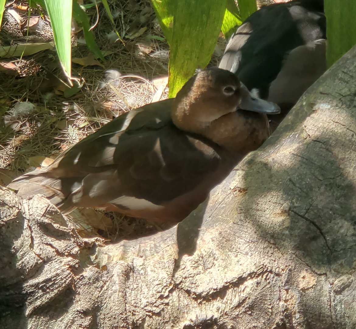 Duck ID - Zoo Miami (Amazon & Beyond 2022)