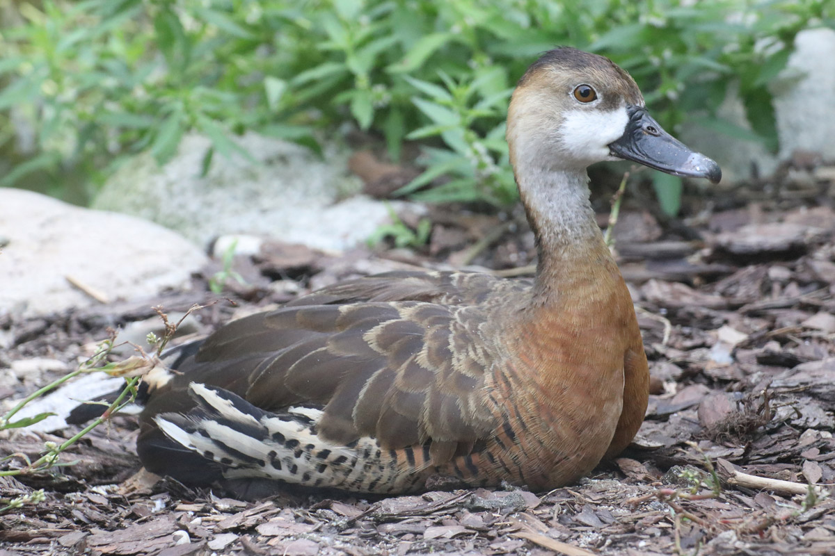 Duck ID - Zoo Opole