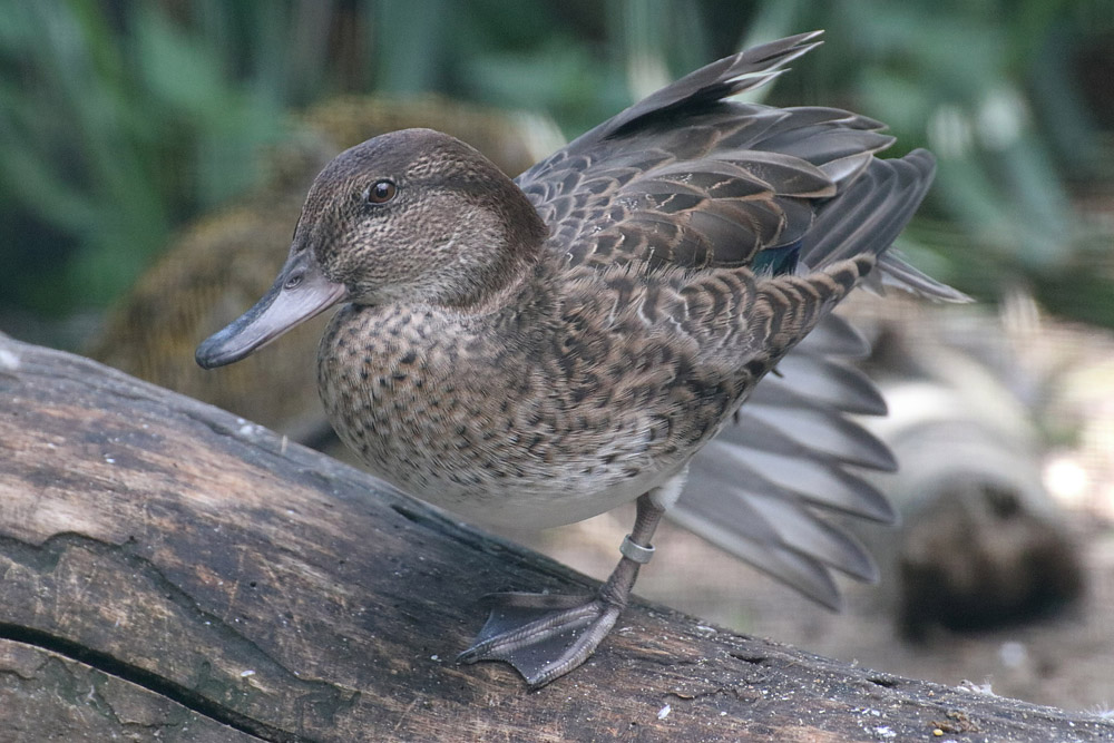 Duck ID - Zoo Plzen