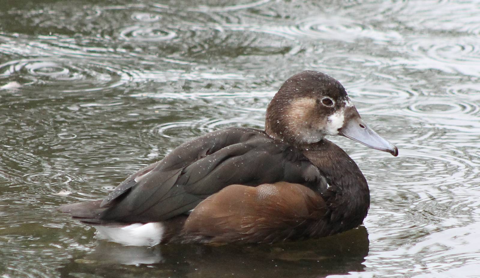 Duck ID