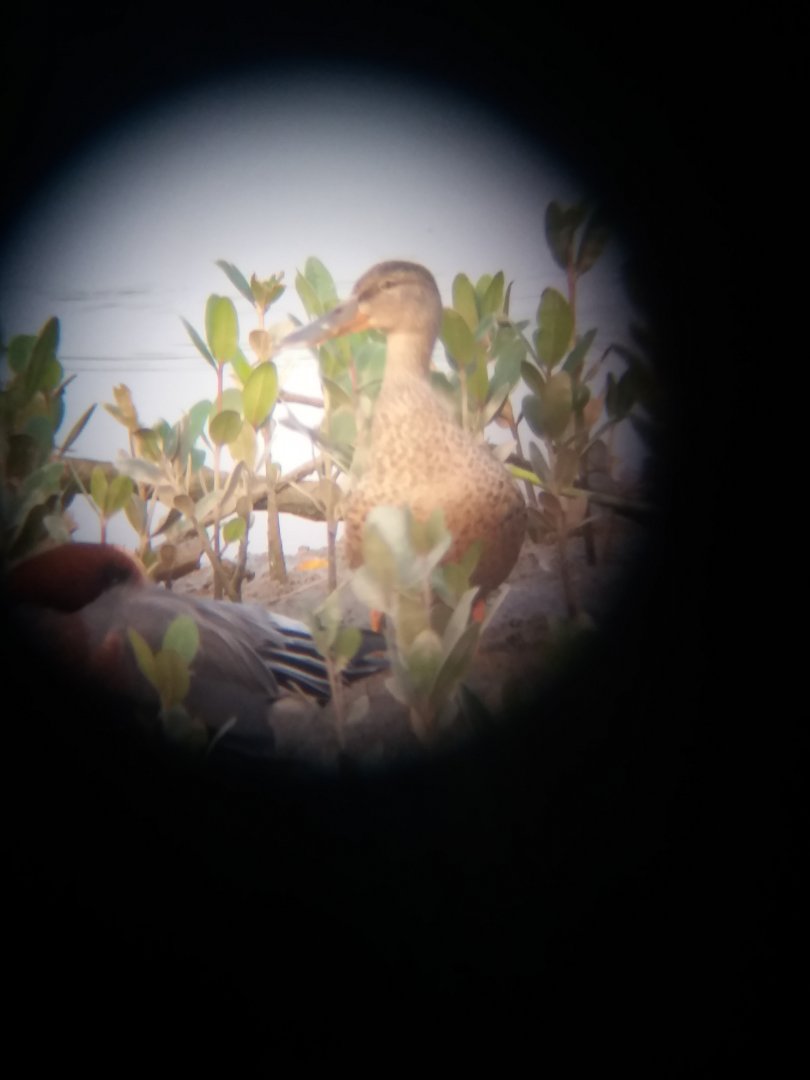 Duck ID?