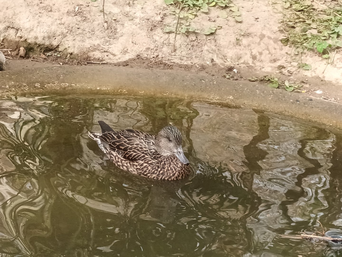 Duck ID
