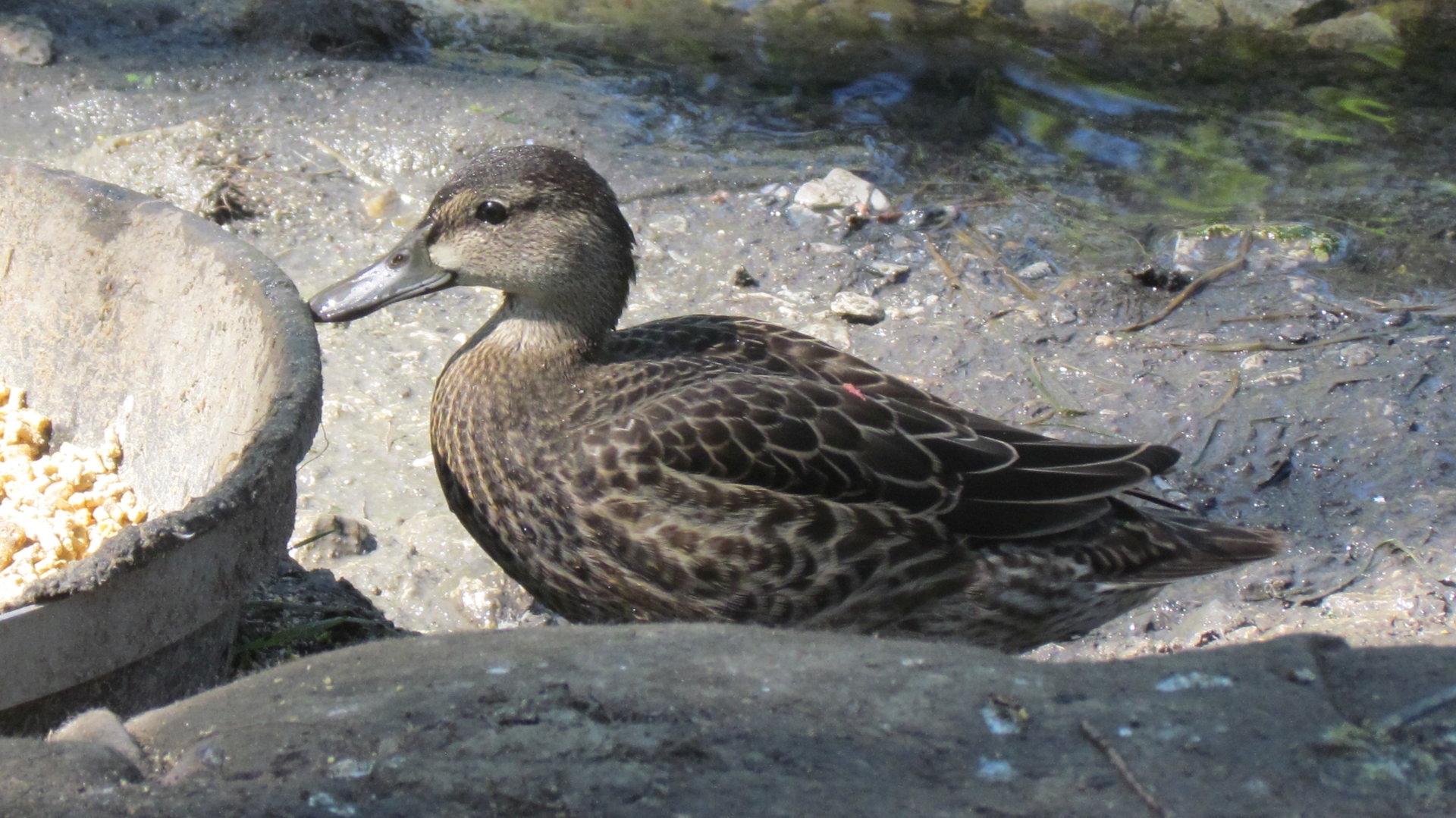 Duck ID?