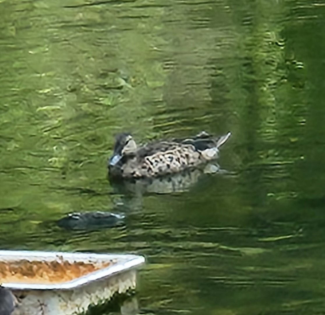Duck ID