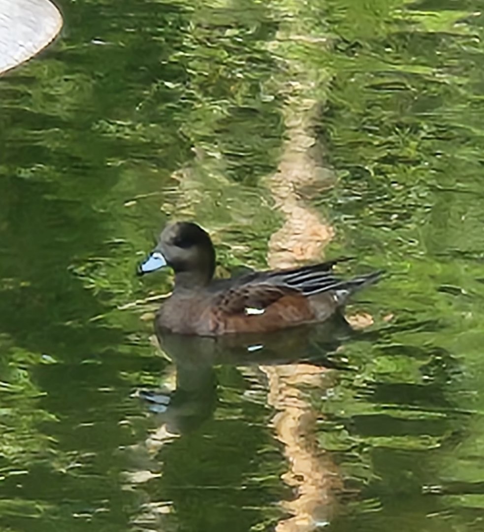 Duck ID
