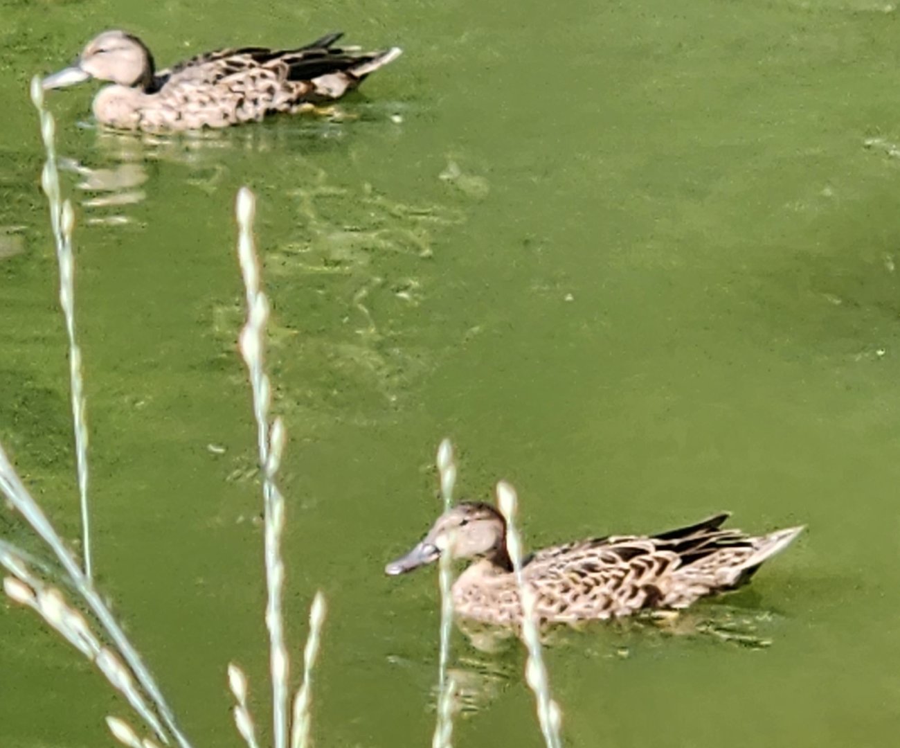 Duck ID