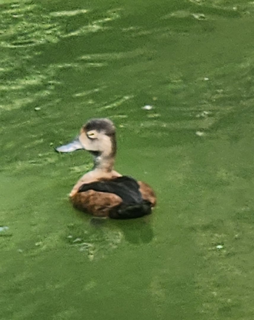 Duck ID
