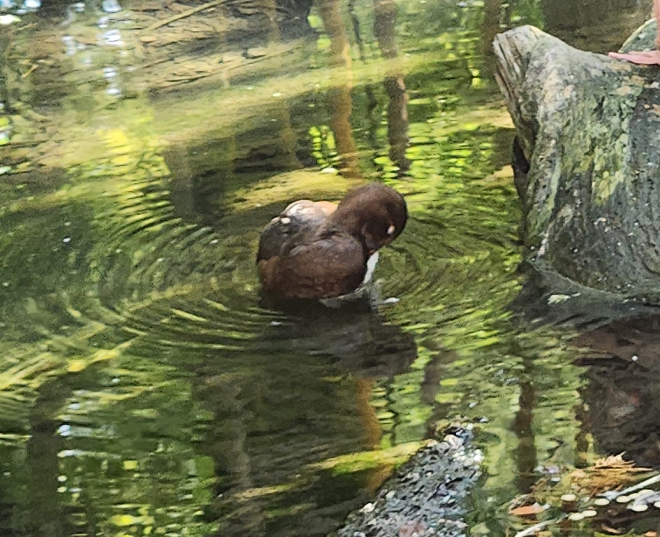 Duck ID