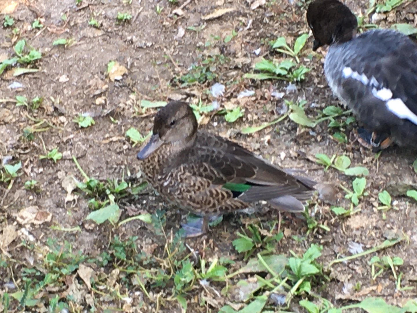 Duck ID’s?