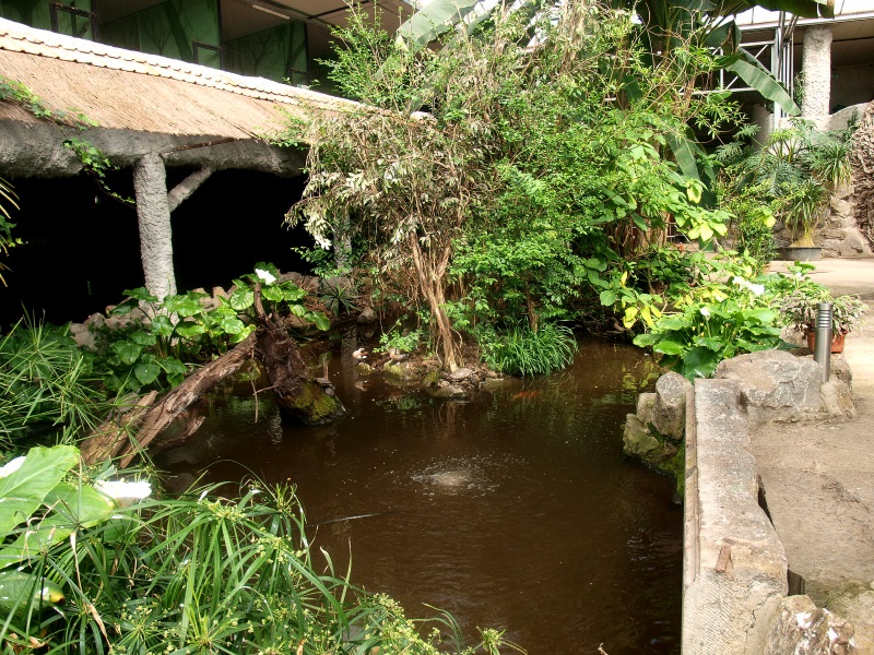 Duck, koi and turtle pond (April 19th, 2015)