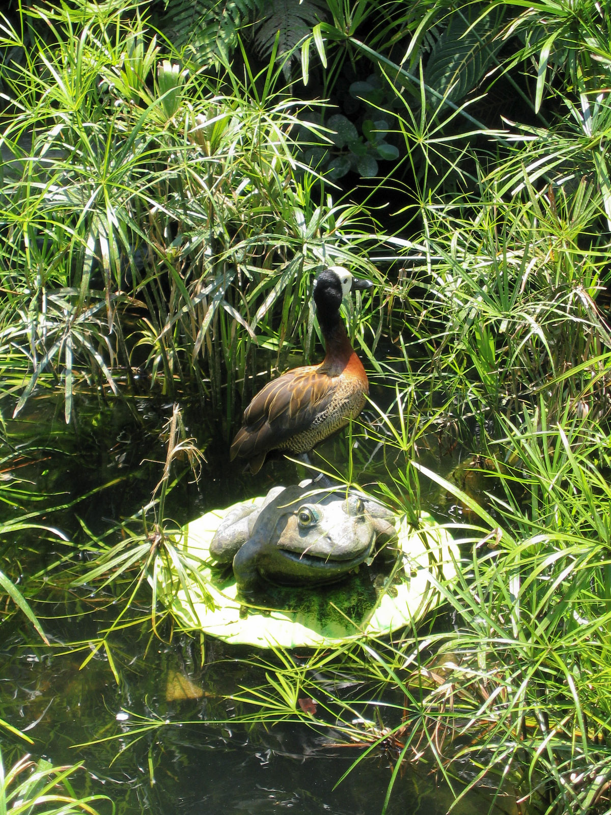 Duck on a frog - Jul 2003