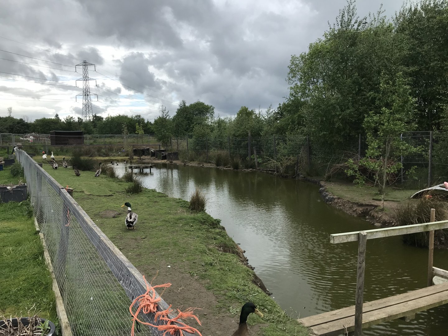 Duck pond (2) (Ricarton garden centre)