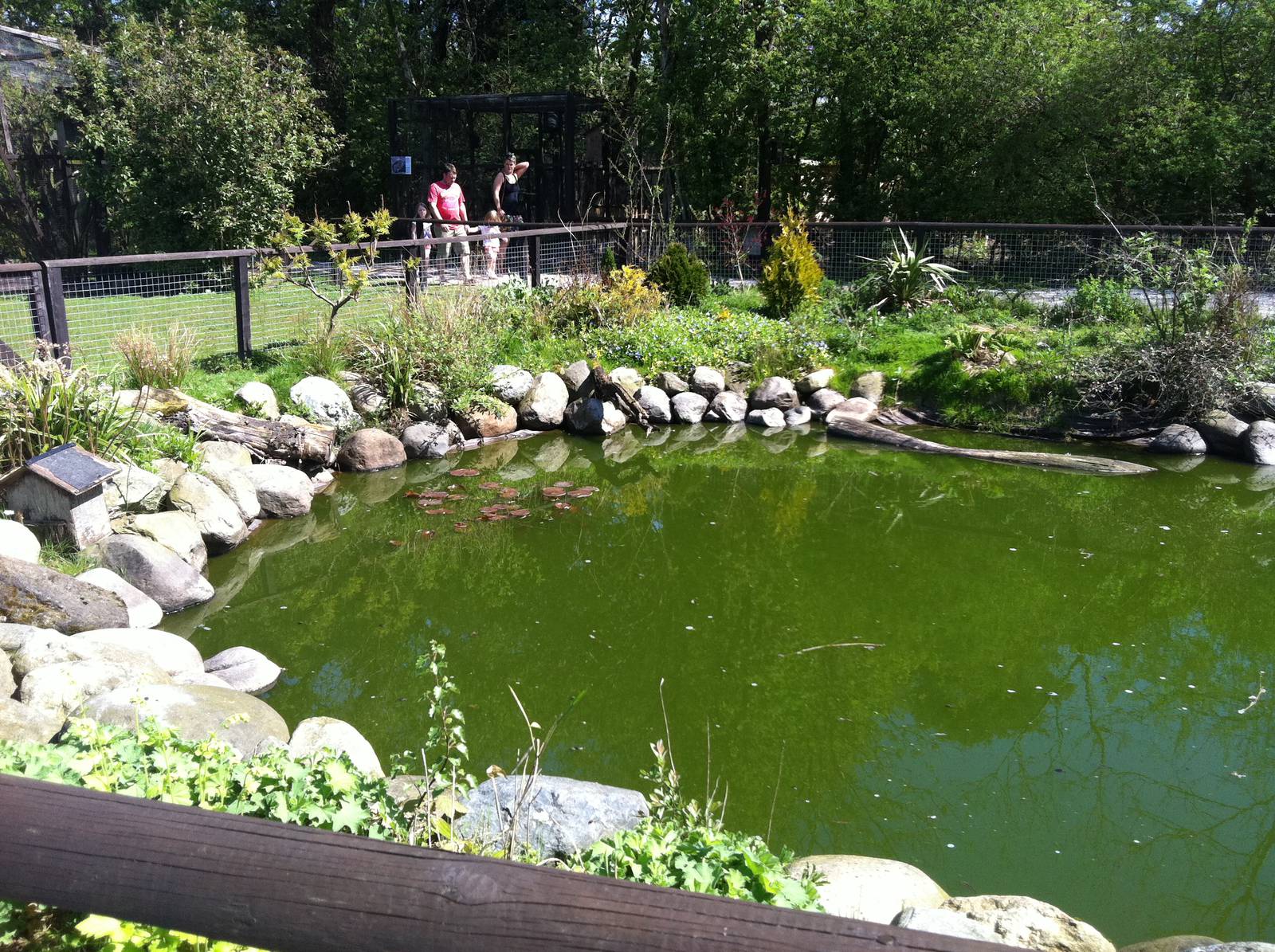 Duck Pond - 24th April 2011