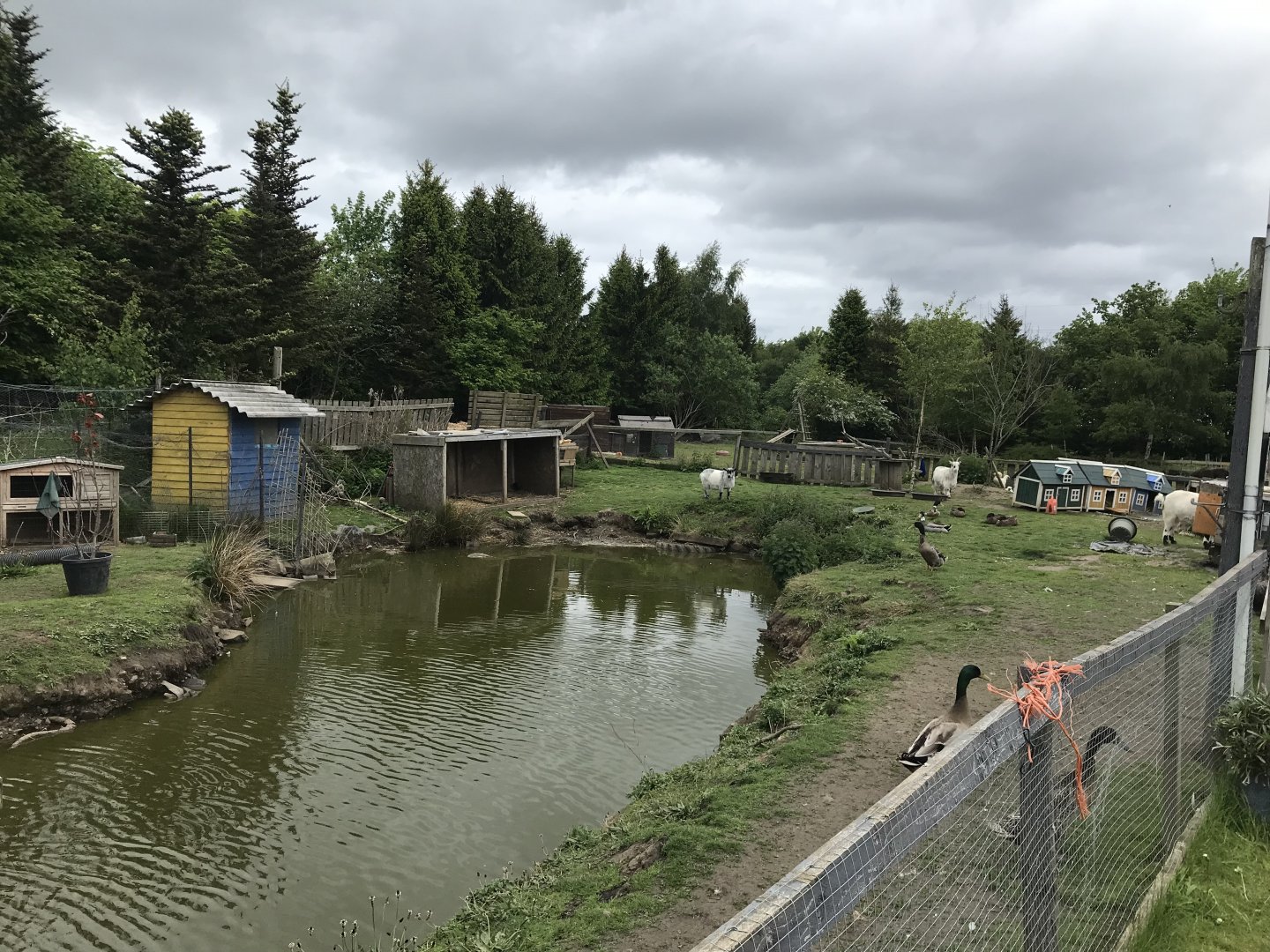 Duck pond (3) (Ricarton garden centre)