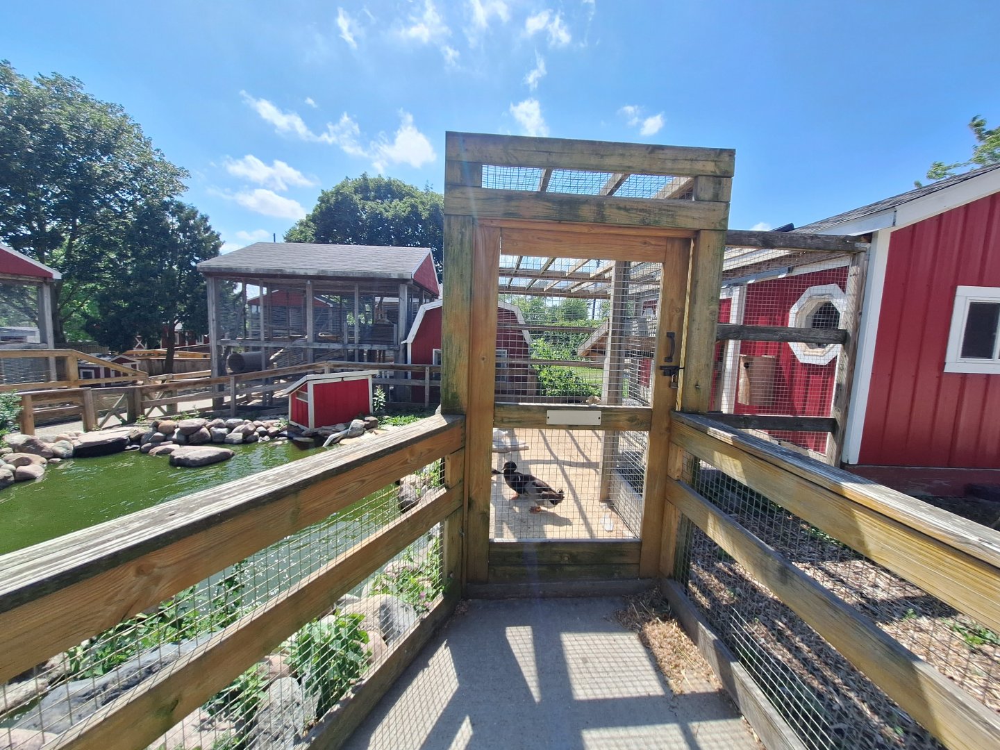 Duck pond and enclosure