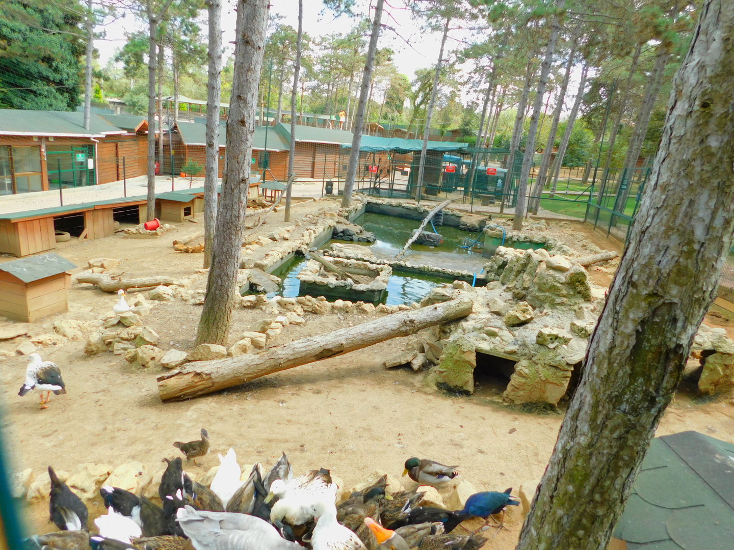 Duck Pond at Park of Istanbul