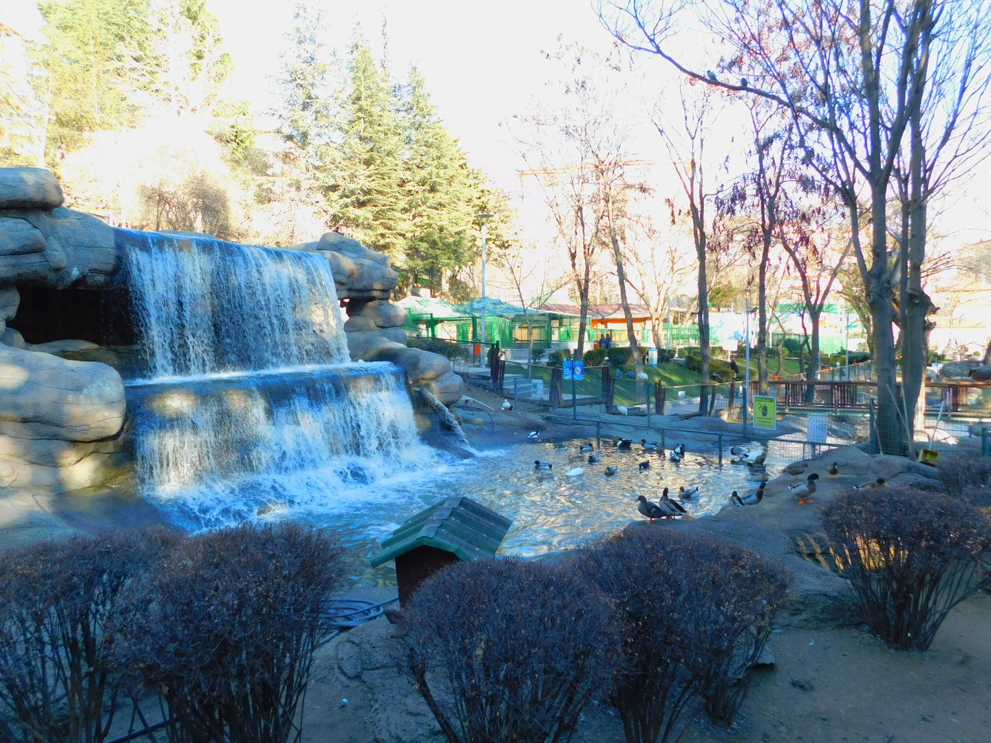 Duck Pond at the Ankara Domestic Animal Park