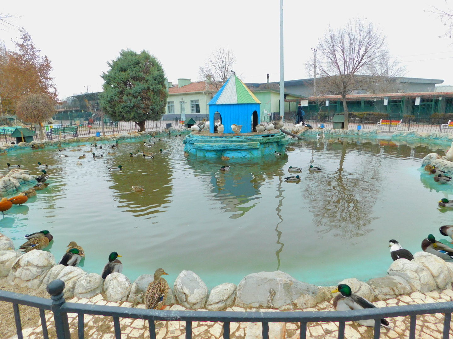 Duck Pond at the Karatay Zoo