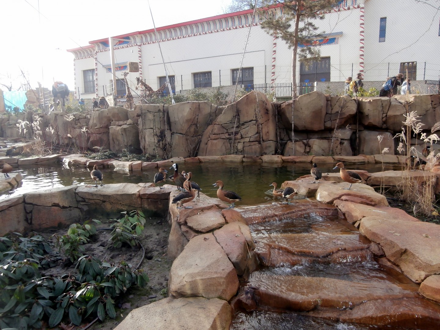 Duck pond inside the Savannah Aviary