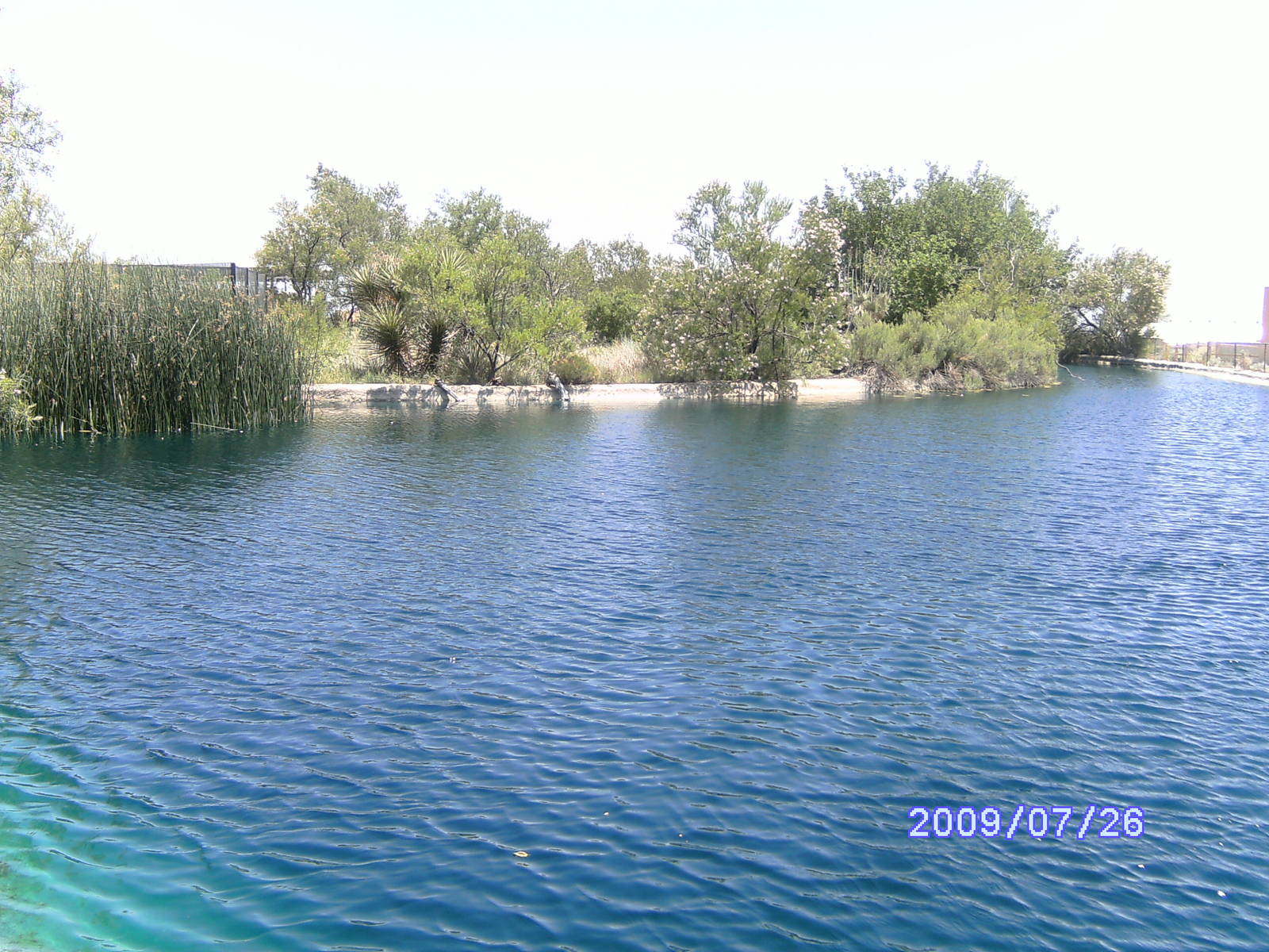 Duck Pond - July 2009