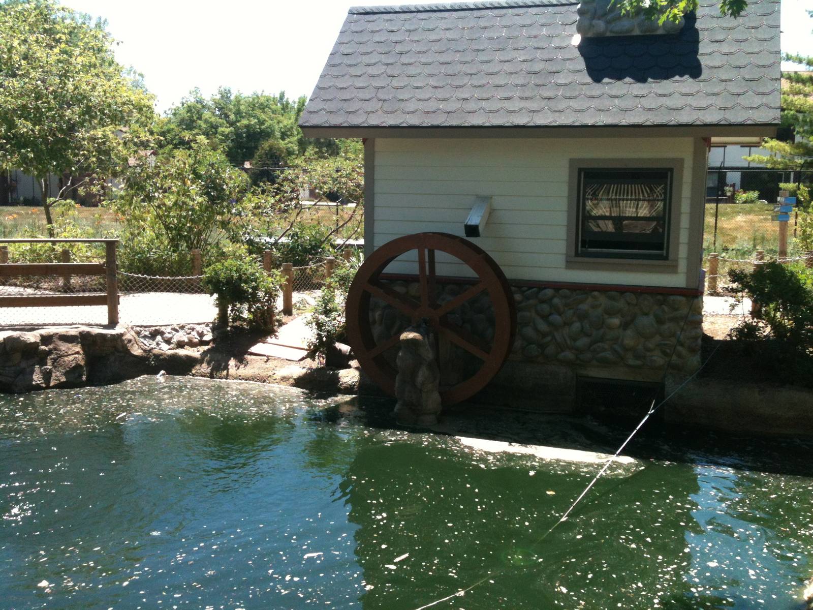 Duck Pond- June 2012