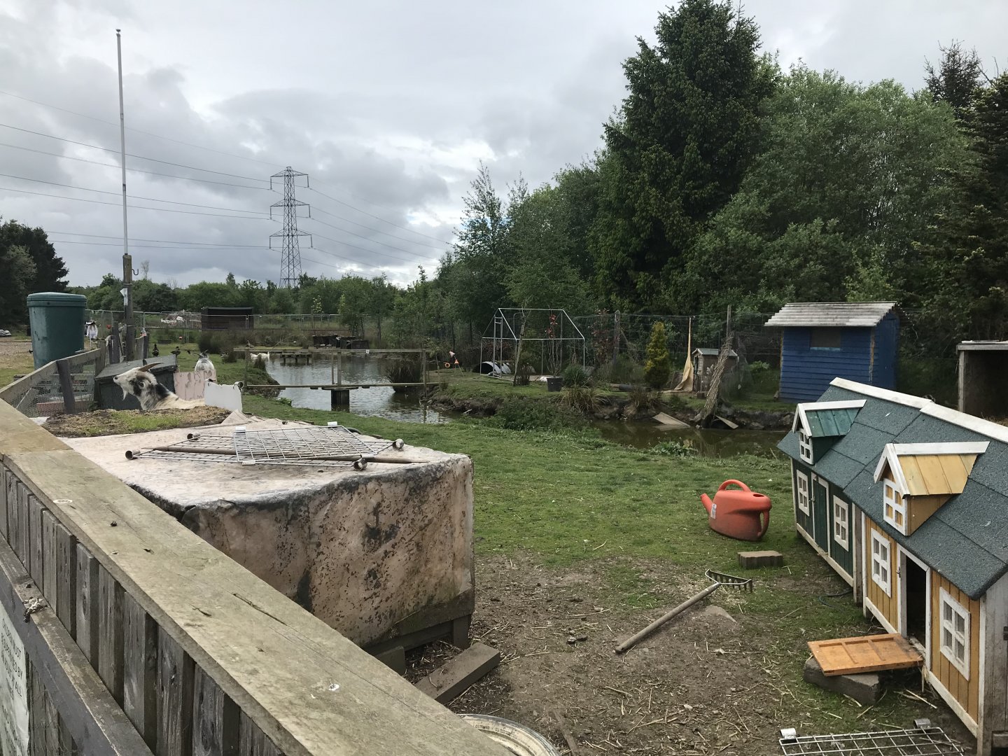 Duck pond (Ricarton garden centre)