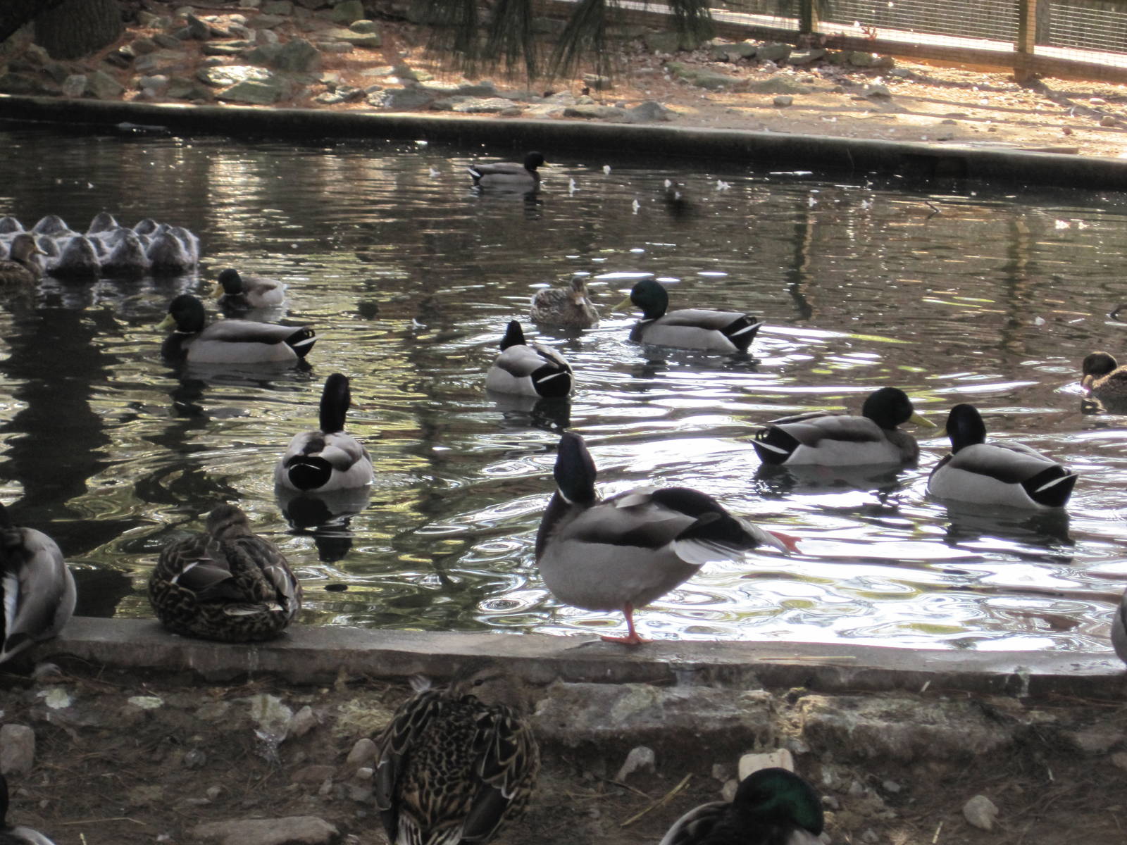 Duck Pond