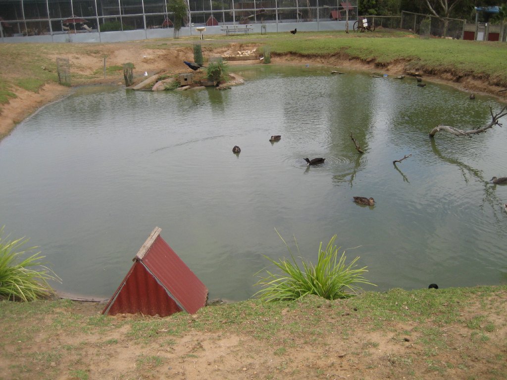 Duck pond