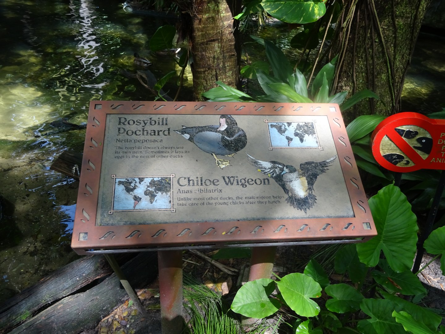 Duck Signage at Disney's Animal Kingdom (2014)