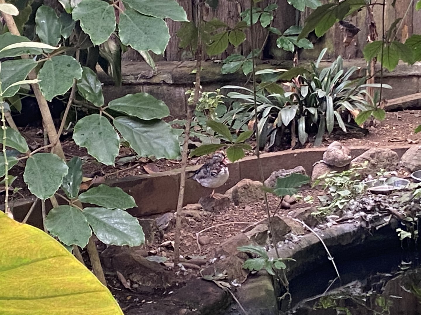 Duck species at Amazon World IOW 140923