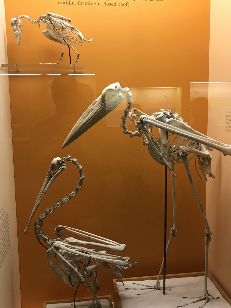 Duck, Stork, and Pelican Skeletons