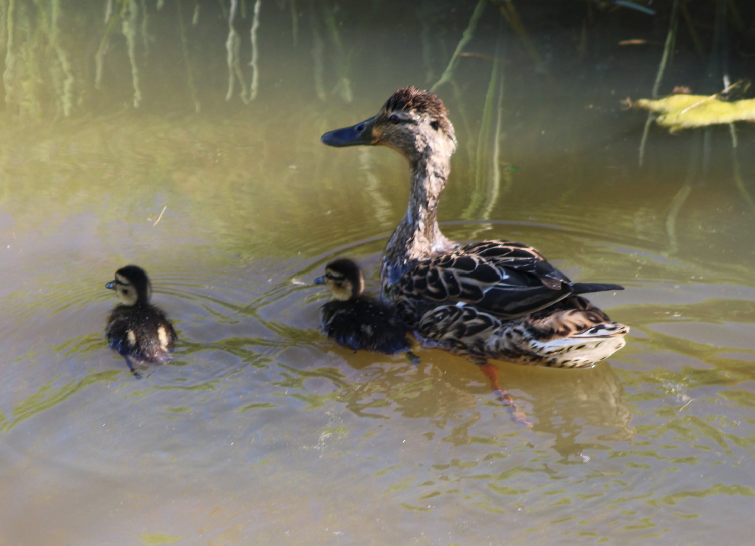 Duck with ducklings
