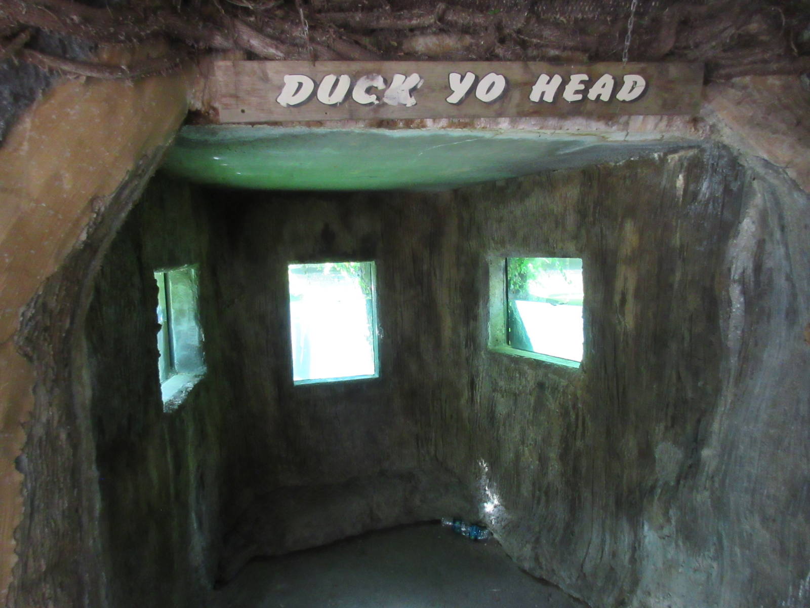 Duck Yo Head! - American Alligator Underwater Viewing