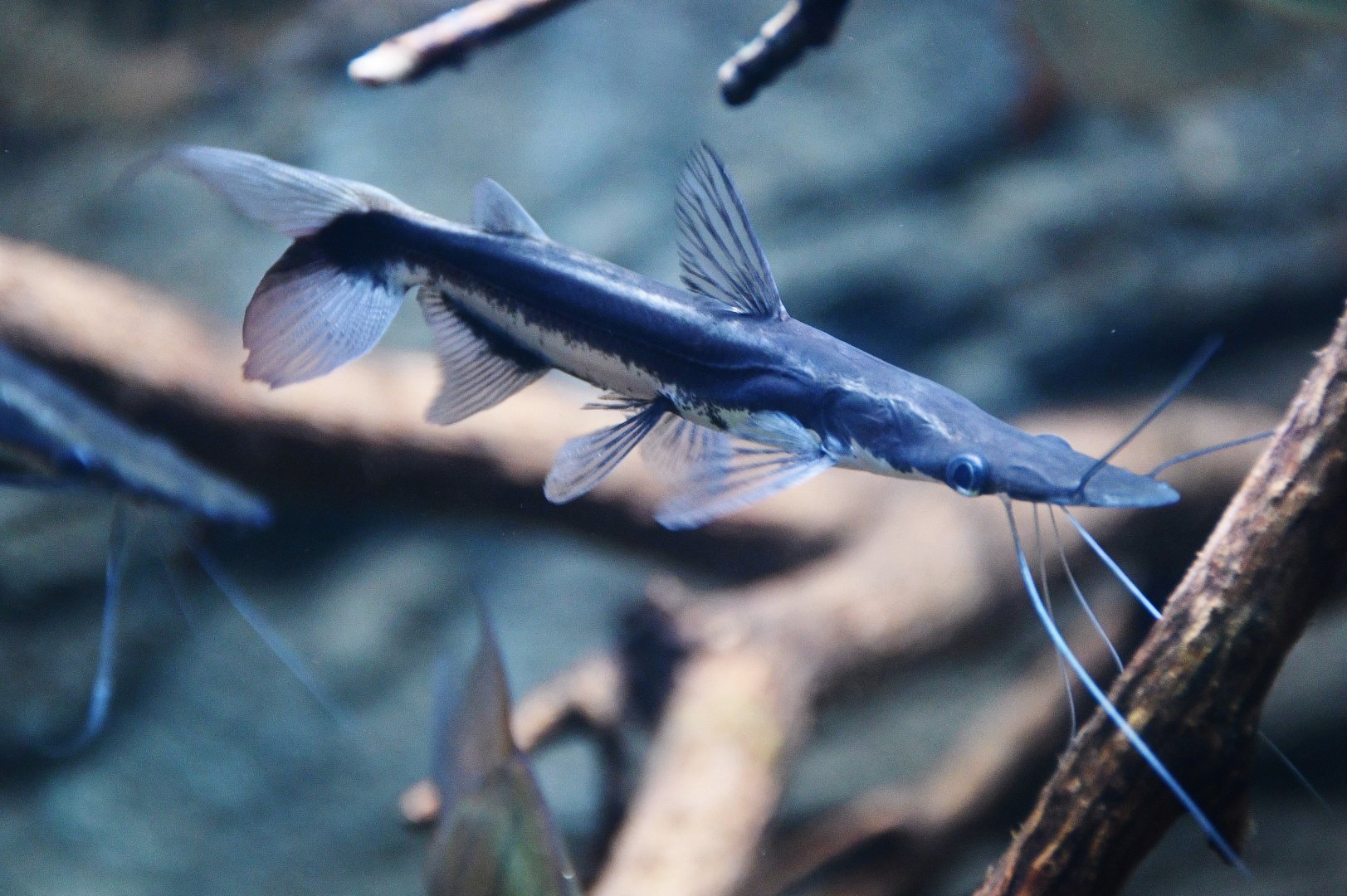 Duckbill Catfish (Sorubim lima)