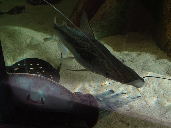 Duckbill catfish (Sorubim lima)
