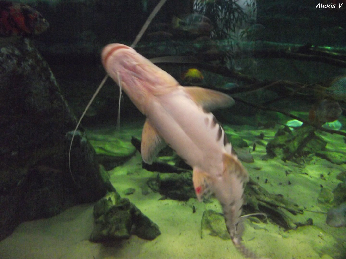 Duckbill Catfish - Zooparc de Beauval - 01/2022