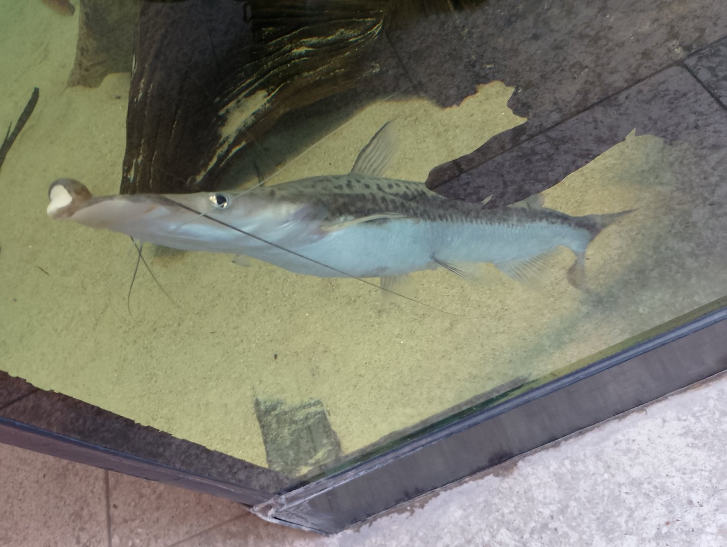 Duckbill catfish