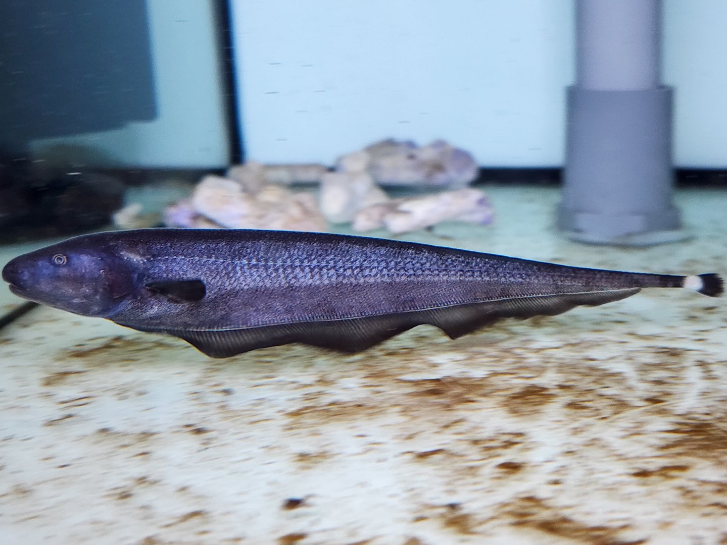 Duckbill Knifefish (Parapteronotus bonapartii)